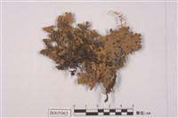 藏品(牛皮葉屬)的圖片